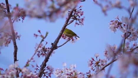 warbling white-eye bird feeding on nectar of sakura flowers in springtime