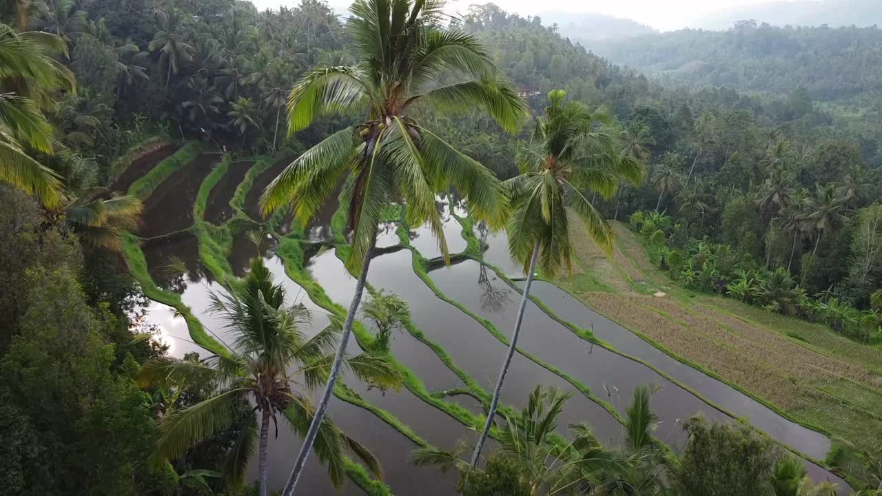Aerial Drone View Over Rice Terrace Fields and Palm Trees in Bali, Indonesia.