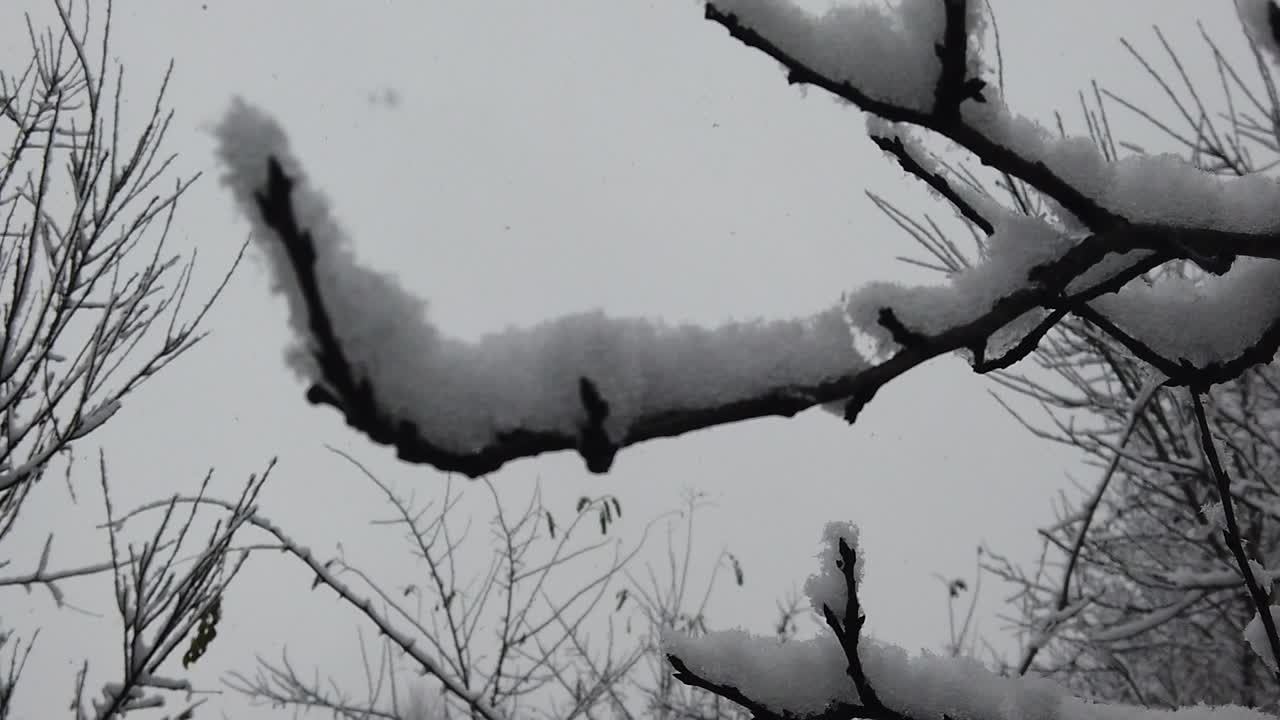 tormenta de nieve en el bosque, con detalles de alta resolución como ramas y hojas cubiertas de nieve