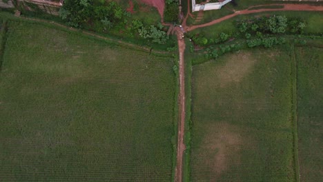 Fotografía-Cenital-Del-Camino-Entre-Tierras-Agrícolas-Y-Campos-De-Arroz-De-Madagascar,-África.