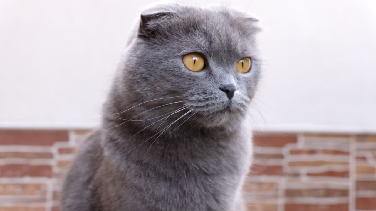 Close up of a grey Scottish Fold cat sitting in a court