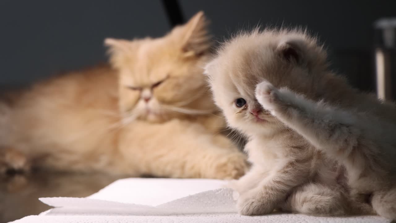 Adorabile gattino persiano che alza la zampa