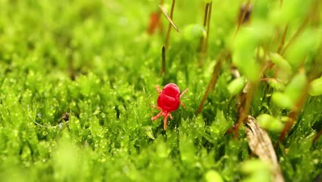 los trombidiidae, conocidos como ácaros de terciopelo rojo, verdaderos ácaros de terciopelo o insectos de la lluvia, son arácnidos que se encuentran en la basura del suelo conocidos por su color rojo brillante.