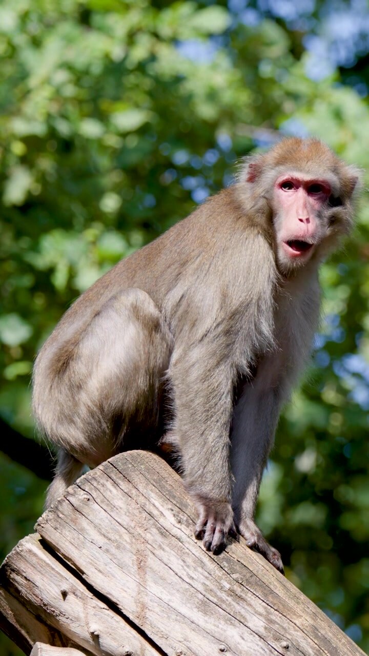 A rhesus macaque sits alert on a wooden log against a lush green forest background.