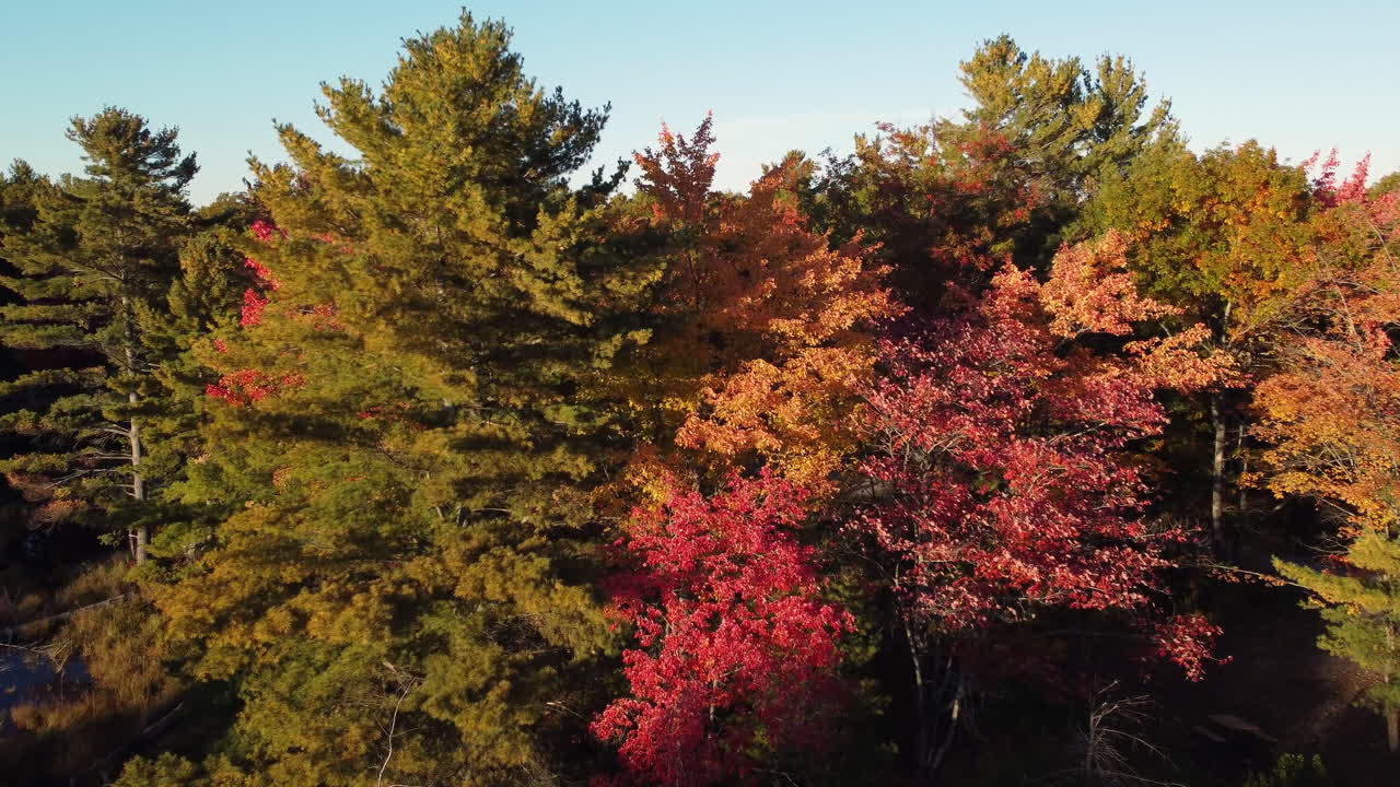 활기찬 가을 가을 황금 시간에 나무 꼭대기를 날아가는 카메라의 공중은 자연, 숲, 푸른 하늘의 조감도를 얻습니다.