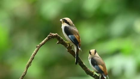 Silver-breasted-broadbill,-Serilophus-lunatus