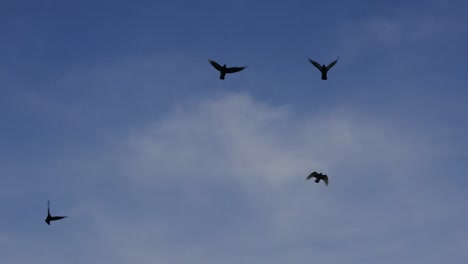silueta de aves voladoras