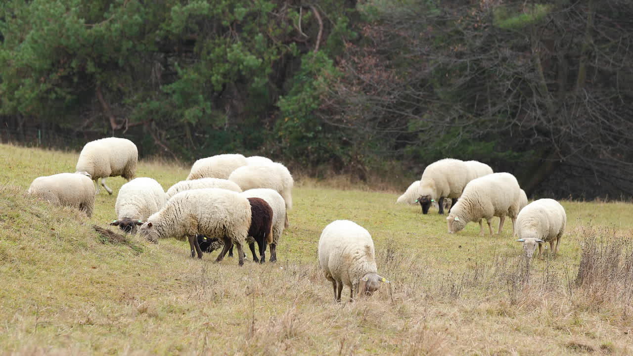 Un gregge di pecore che pascola su una collina in un pomeriggio autunnale