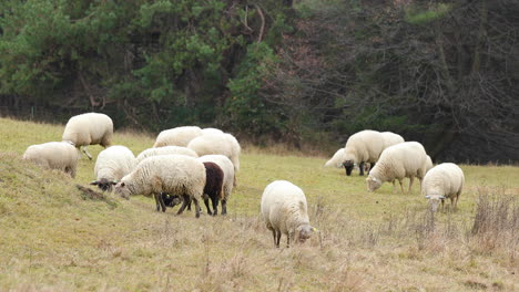 Un-Rebaño-De-Ovejas-Pastando-En-Una-Colina-Durante-Una-Tarde-De-Otoño