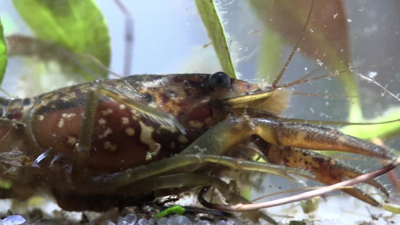 가재는 수중을 돌아다닌다