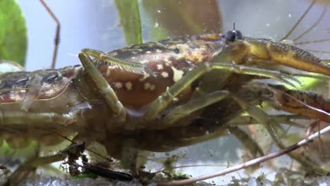 A-crayfish-moves-around-underwater