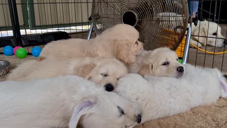 Golden-Retriever-Pup-Trying-To-Find-Space-Amongst-Litter-To-Lay-Down-Near-Floor-Fan