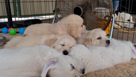 cachorro golden retriever tratando de encontrar espacio entre la basura para acostarse cerca del ventilador del piso