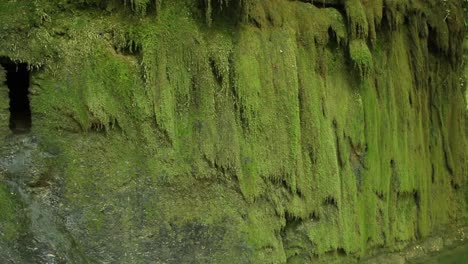 Green-moss-on-grunge-texture,-background