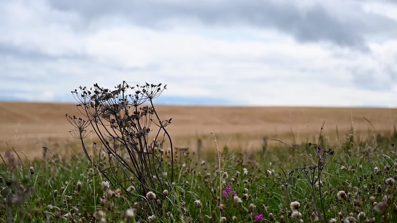 Looking through the flowers from Dundee, Scotland, United Kingdom