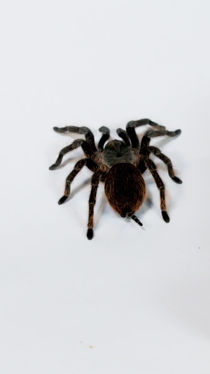 Primo piano di una tarantola pelosa che cammina lentamente su una superficie bianca e luminosa da studio con una telecamera fissa dall'alto.
