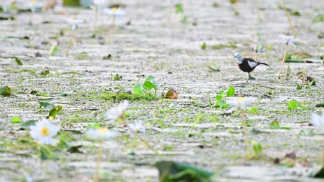 pheasant tailed jacana feeding on floating leaf