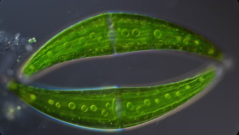 microscopic view of a green alga or cell dividing