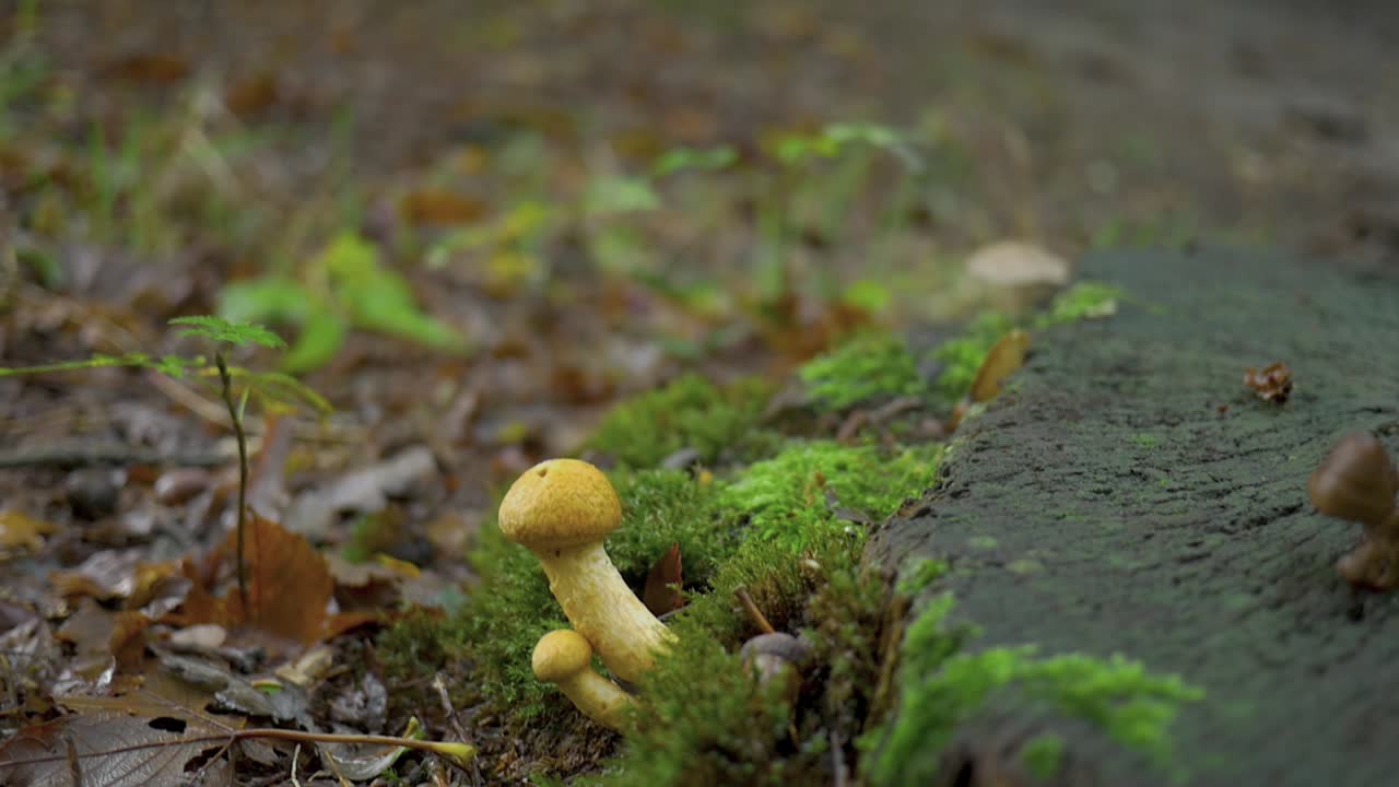 otoño de los bosques