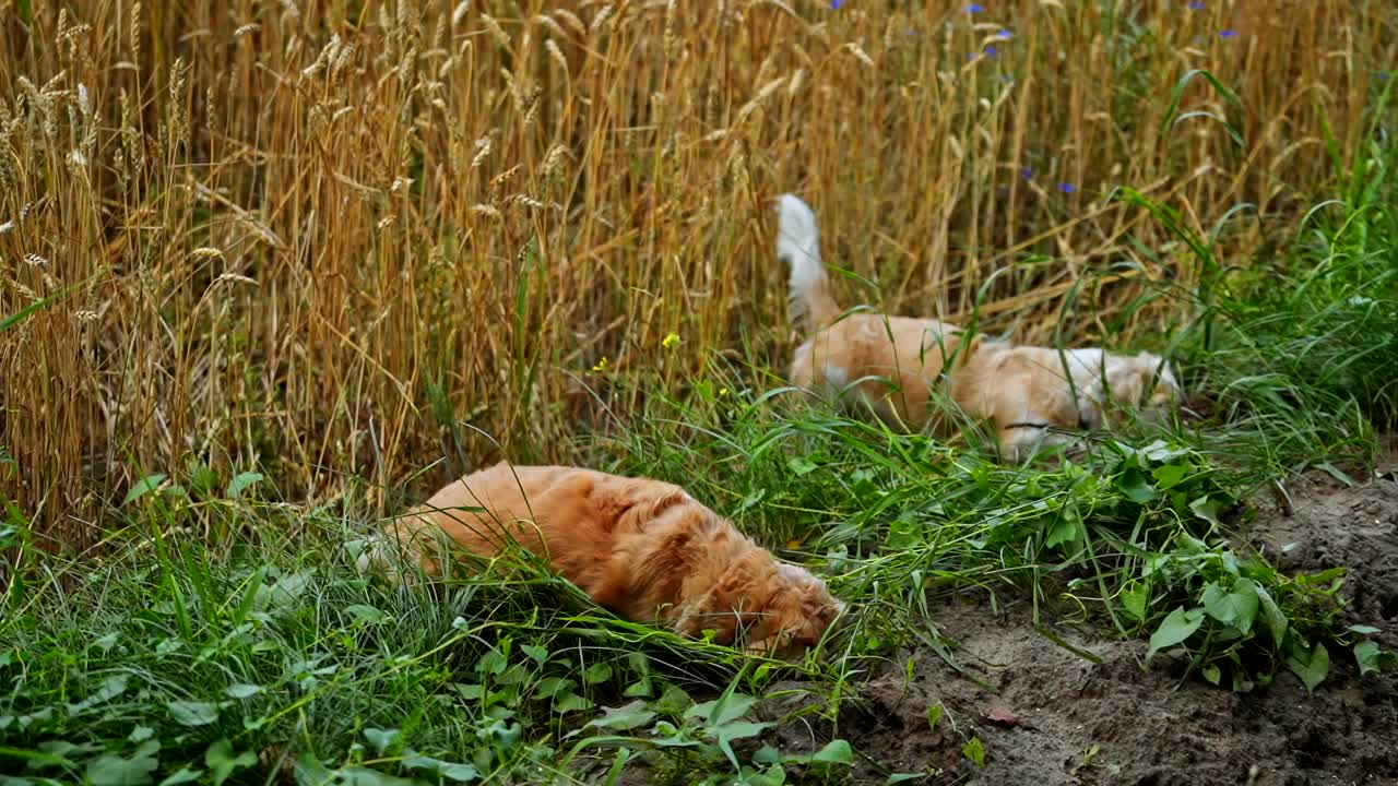 Domestic dogs outdoors. Funny pet dogs digging holes on the field. Well-groomed dachshund pets playing on the ground.