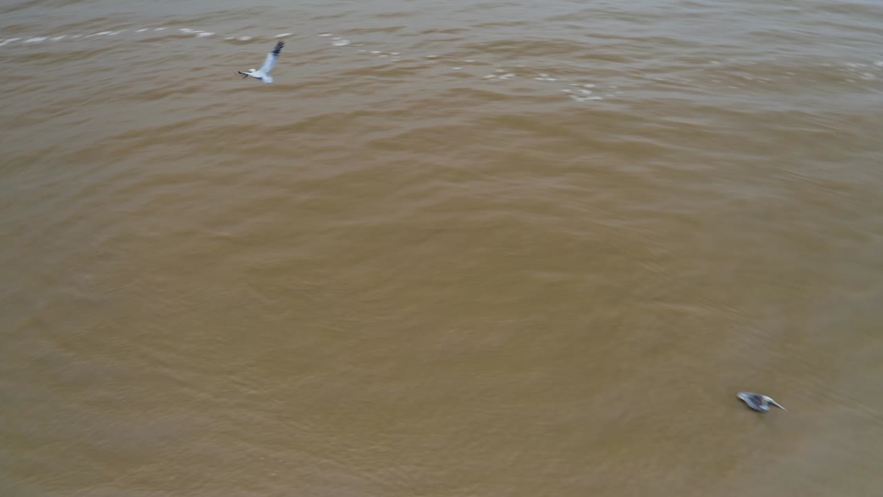 펠리컨은 바다 강어귀에 착륙하고 물고기를 사냥하고 공중에서 볼 수 있습니다.