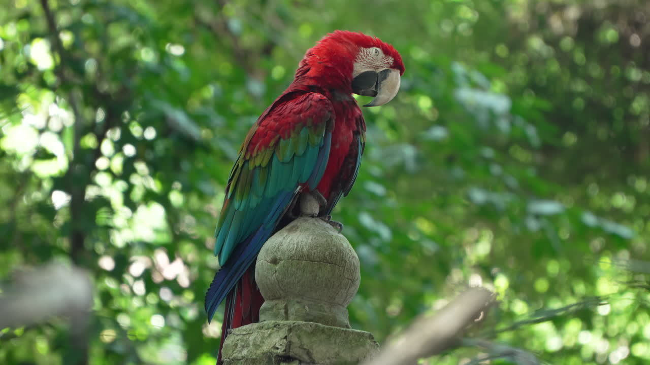 somnoliento guacamayo de alas verdes cerrando los ojos sentado en un poste de piedra contra el follaje de árboles verdes en el bosque tropical de bali
