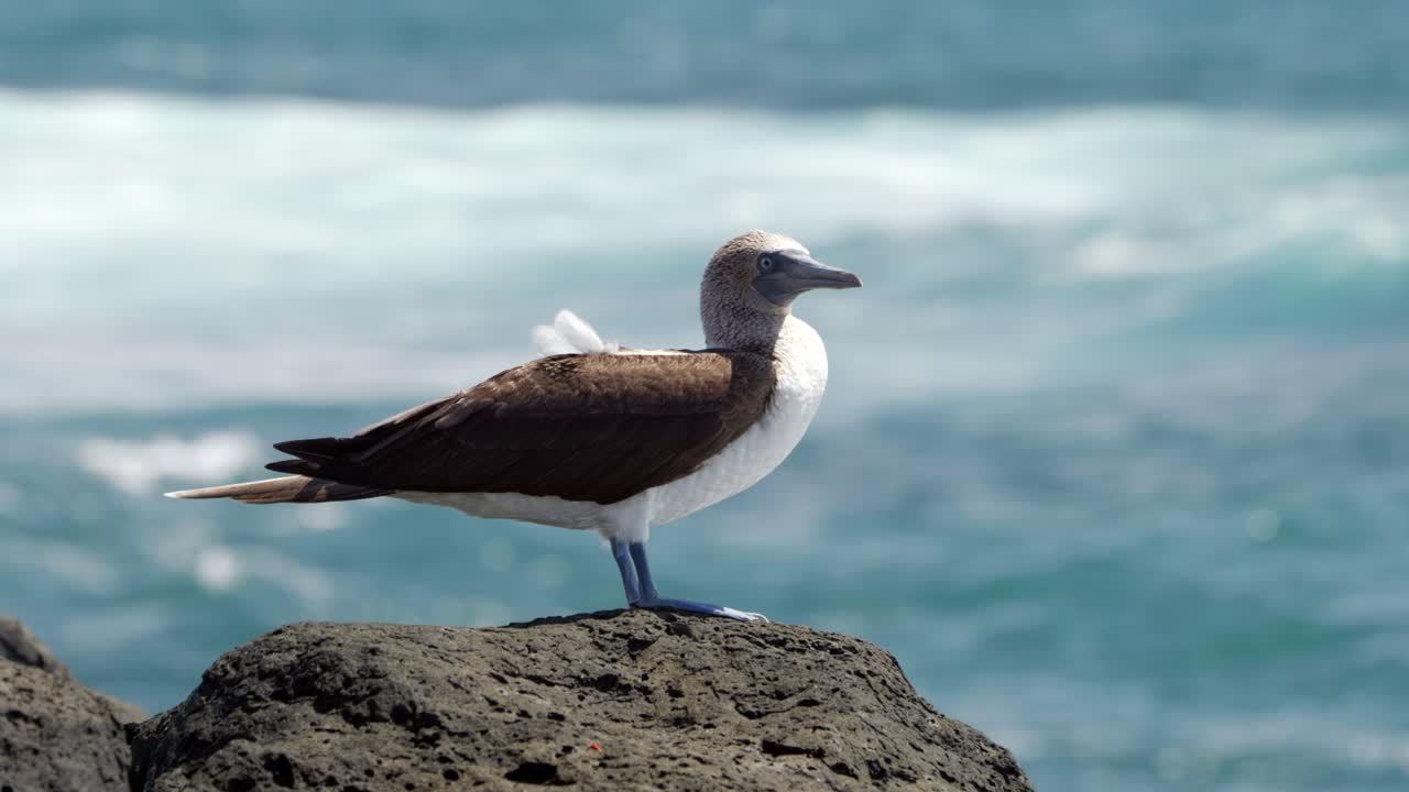 En blåfodet sule på Galápagosøerne med klare blå fødder står i vinden med det blå hav i baggrunden på Santa Cruz-øen, Galápagos