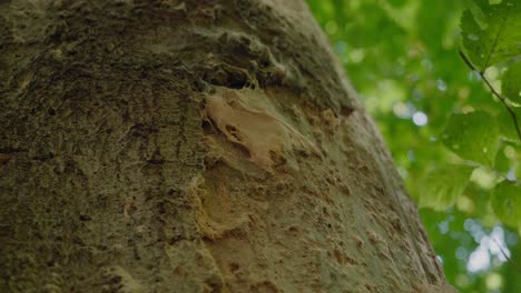 bark tree with spider web teared by insects, in gyllebo sweden, handheld close up