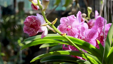 Vibrant pink orchids sway gently in a sunlit garden, showcasing their intricate petals and lush green leaves