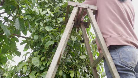 Low-angle-view-of-a-woman-working-in-a-peppercorn-farm-plantation,-harvesting-pepper-from-the-plant,-faceless-person