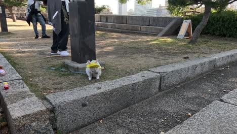 conejo con sombrero en un parque