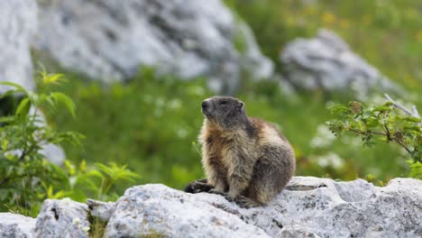 una marmota soñolienta relajándose en una roca en un entorno alpino verde, italia