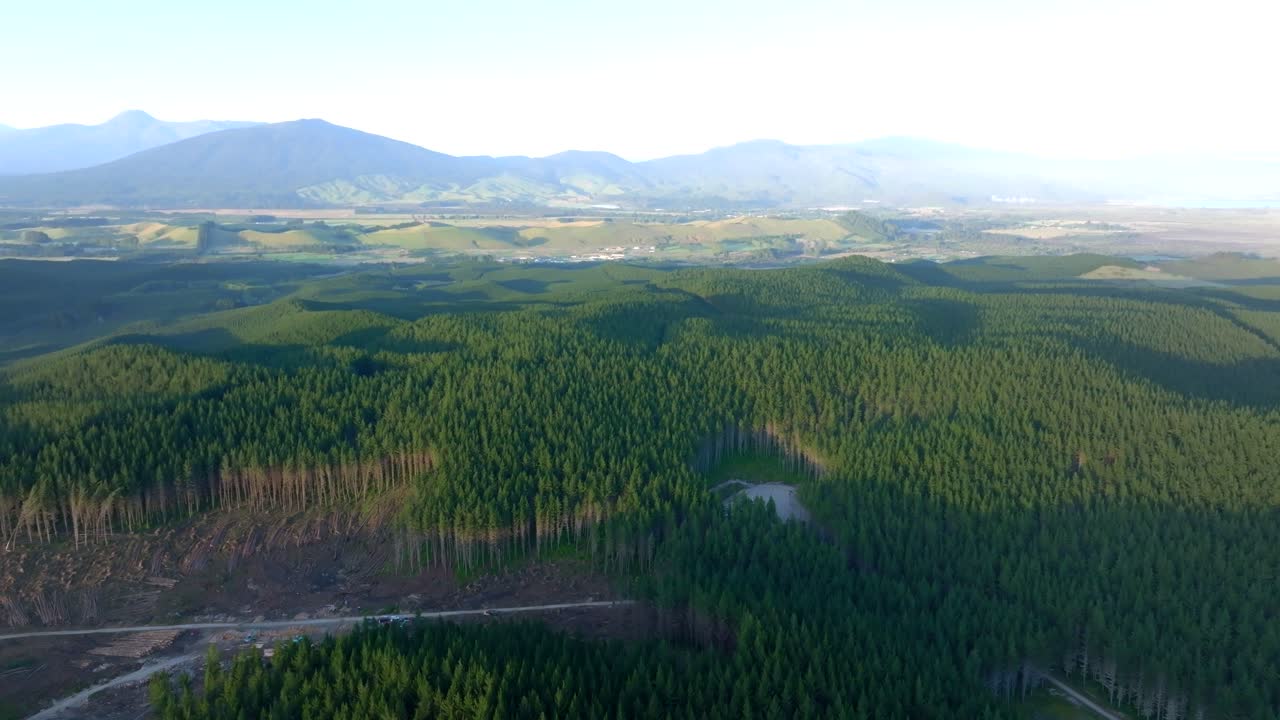 Aerial view of thousands of pine trees planted to become a natural park