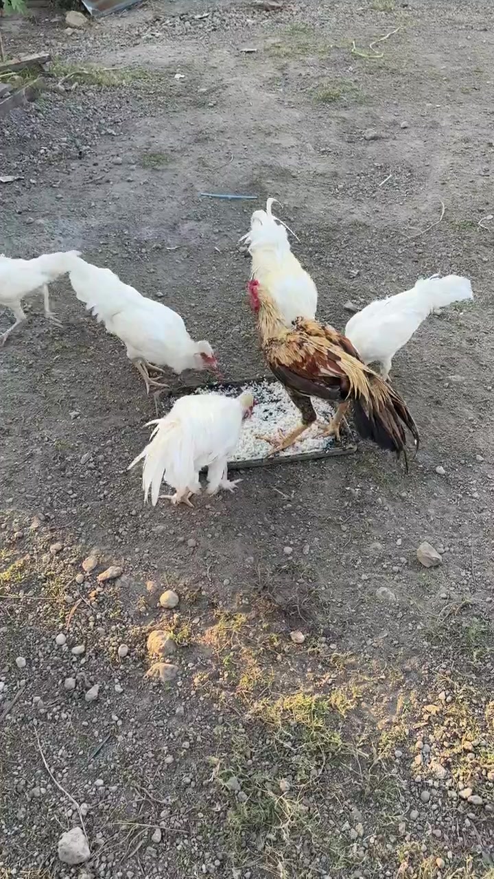 Bir Çiftlikte Tepsiden Yem Yiyen Bir Grup Tavuk