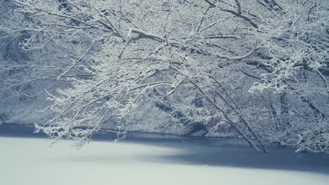 first snow - tree branches hanging above the still waters of the lake are covered with fresh snow