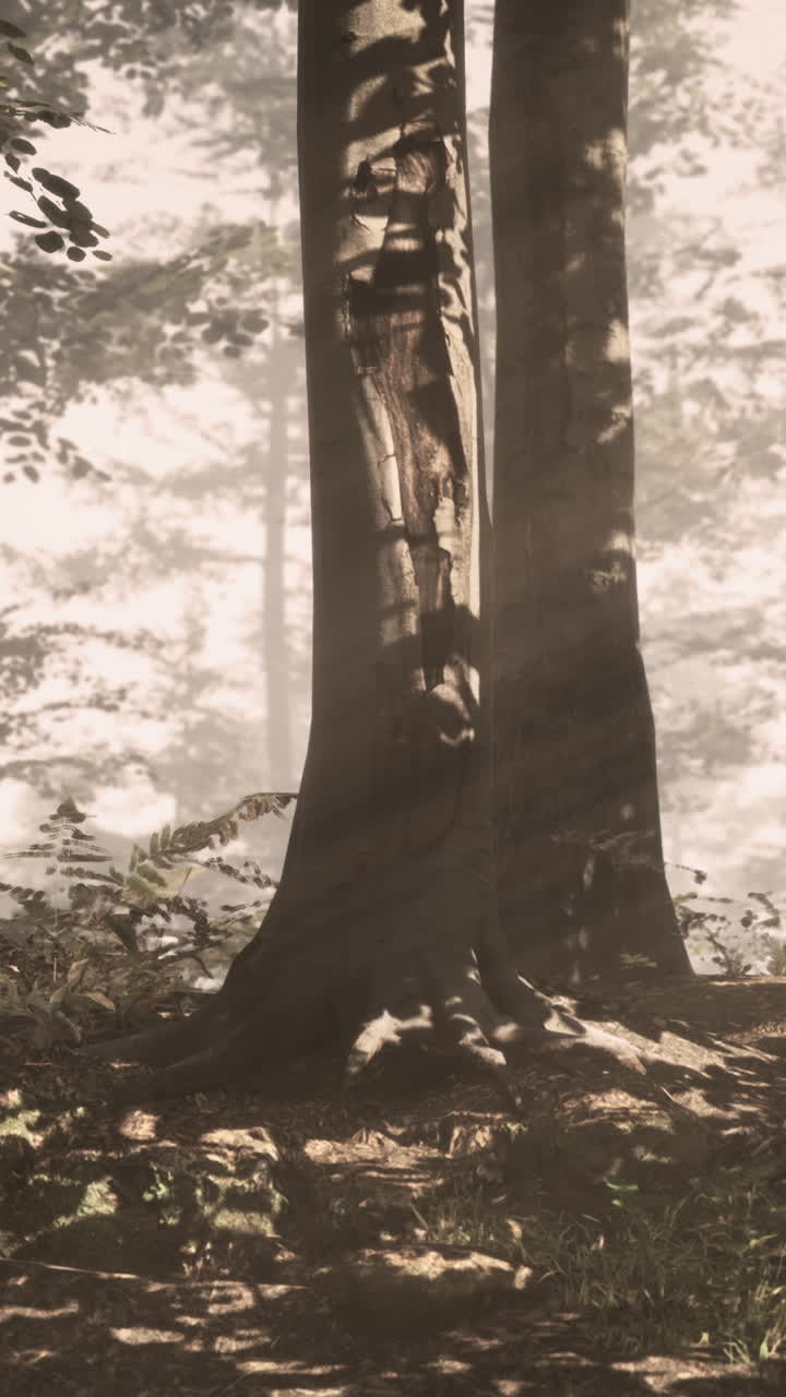 A Tree in a Foggy Forest