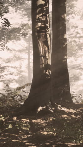 un árbol en un bosque de niebla