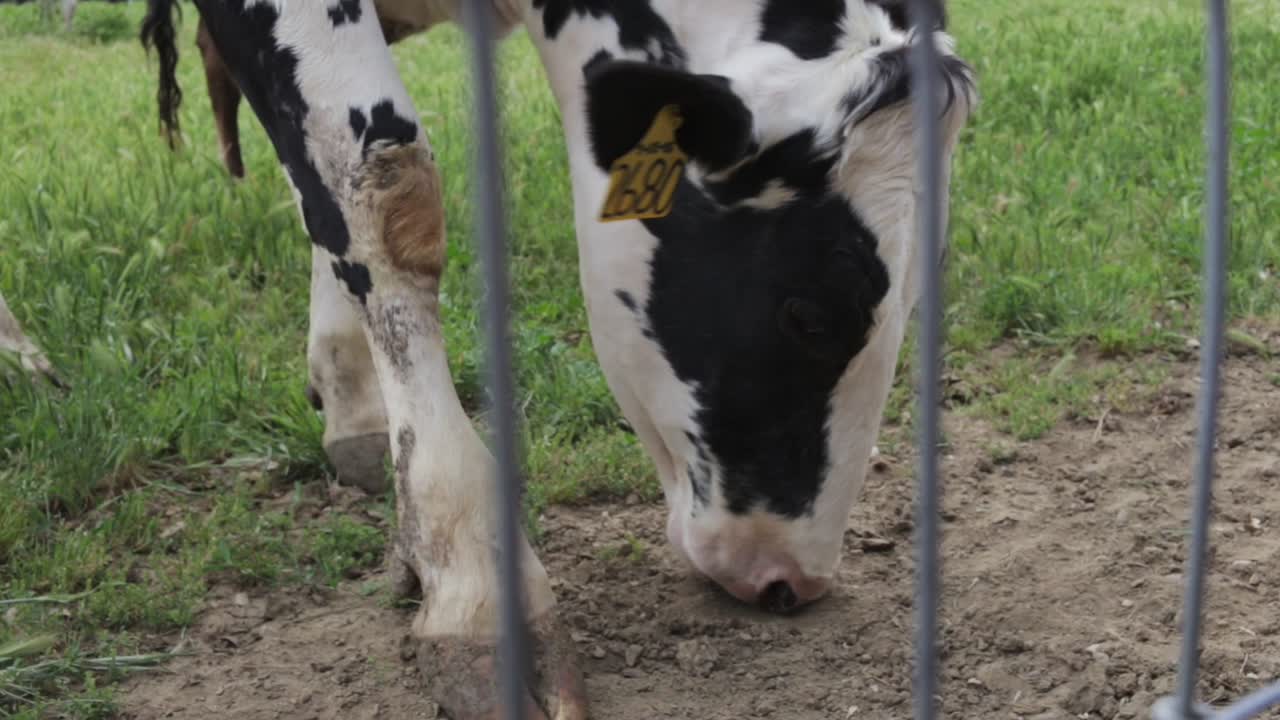 흐린 날 목초지의 풀밭에서 풀을 뜯고 있는 굶주린 소