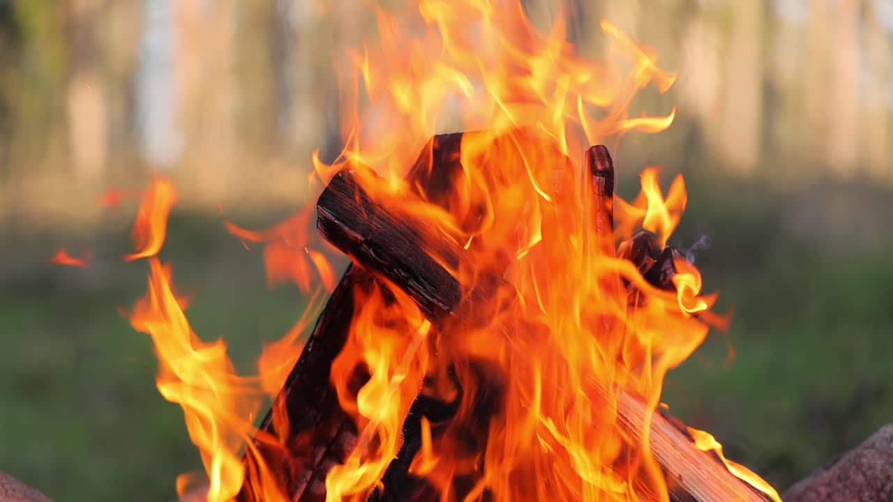 숲 에서 캠프 불 을 태우고 있다