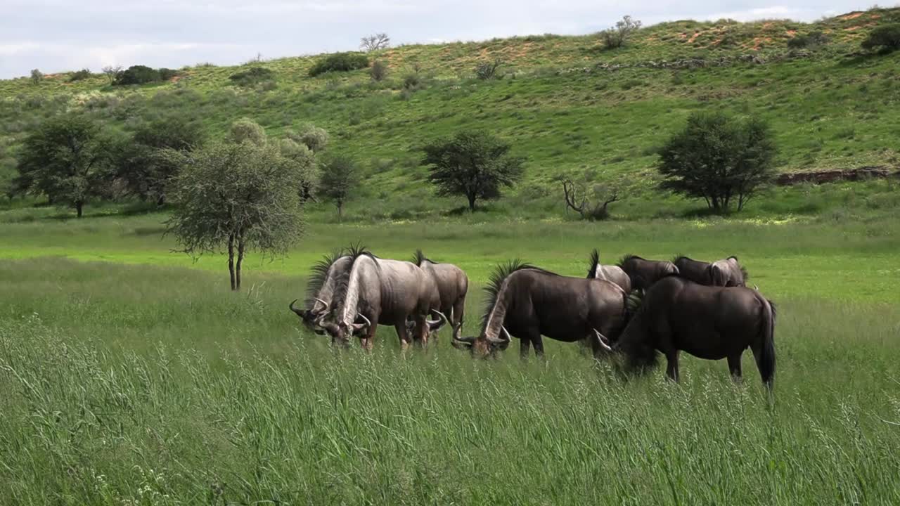 크갈라가디 트랜스프론티어 공원의 초원에서 풀을 뜯고 있는 작은 푸른 누우 떼의 와이드 샷