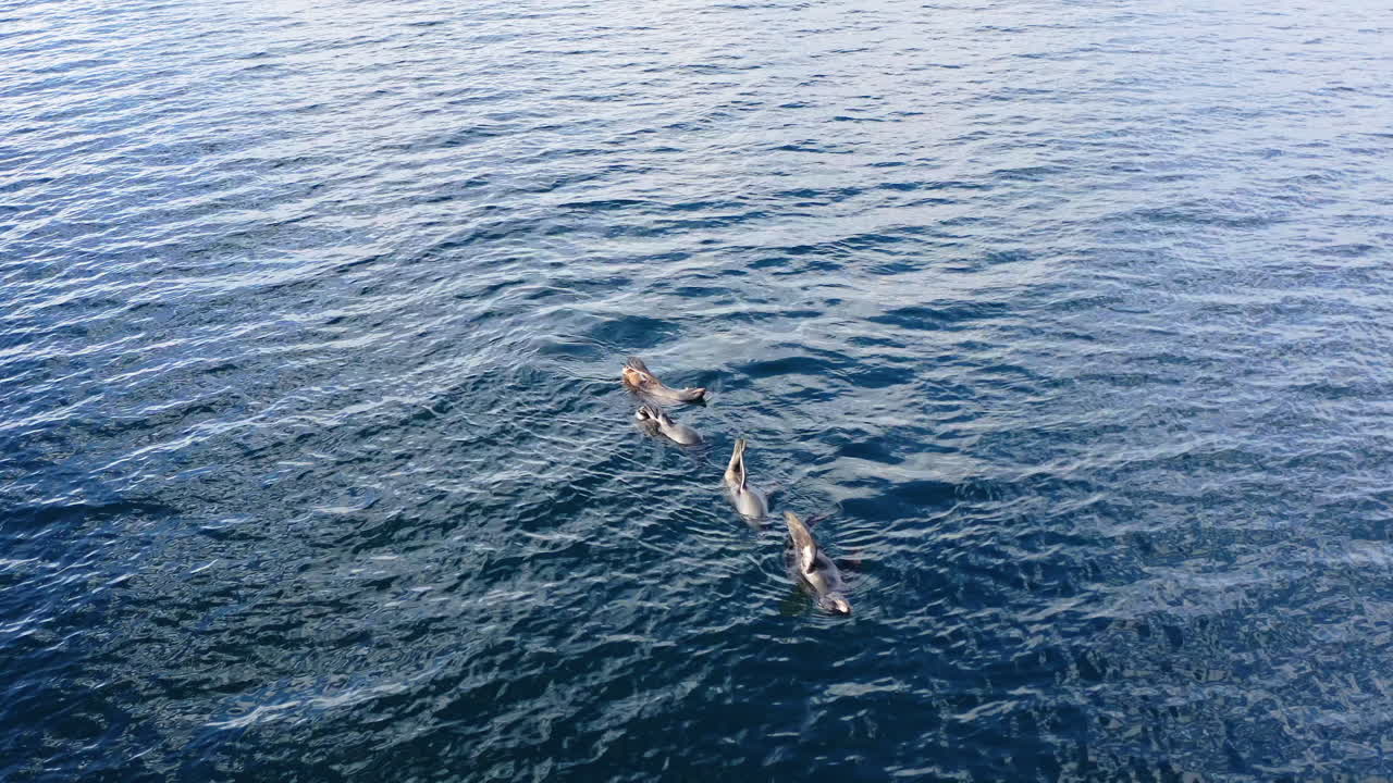 Patagonian Sea Lion (Otaria byronia) At Beagle Channel Waterway In Tierra del Fuego, Argentina. Aerial Shot
