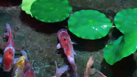 a group of colorful ornamental fish swims in the pool