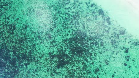 peaceful seabed pattern with coral reefs growing on white sand under calm clear water of sea near sandy shoreline in caribbean