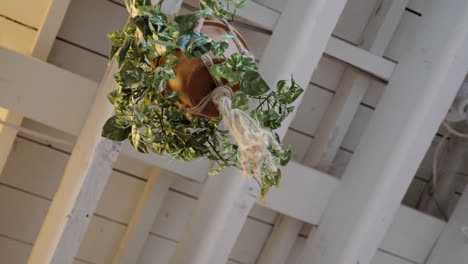 potted plant hanging from white beam ceiling