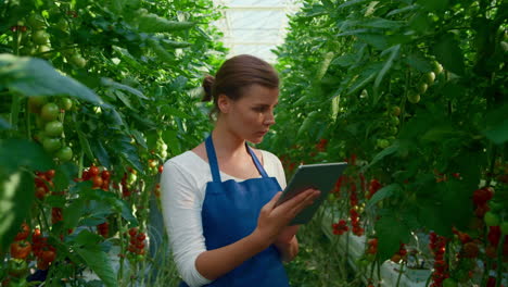 woman agronomist tablet controlling quality of tomatoes growing process in farm