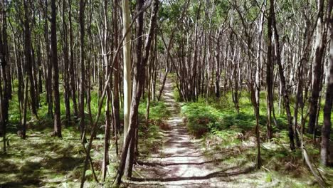 reverse dolly through trees in the wombat state forest near trentham, victoria, australia