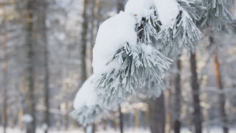 Thick-layer-of-snow-on-pine-tree-branch-in-woodland-surroundings,-close-up