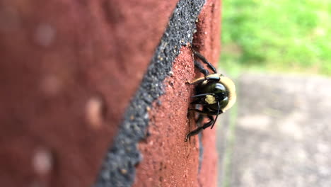 Bumblebee-on-a-brick-wall