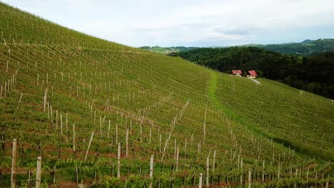 aerial landscape low flying shot over vineyards then turning into wide shot slovenia europe