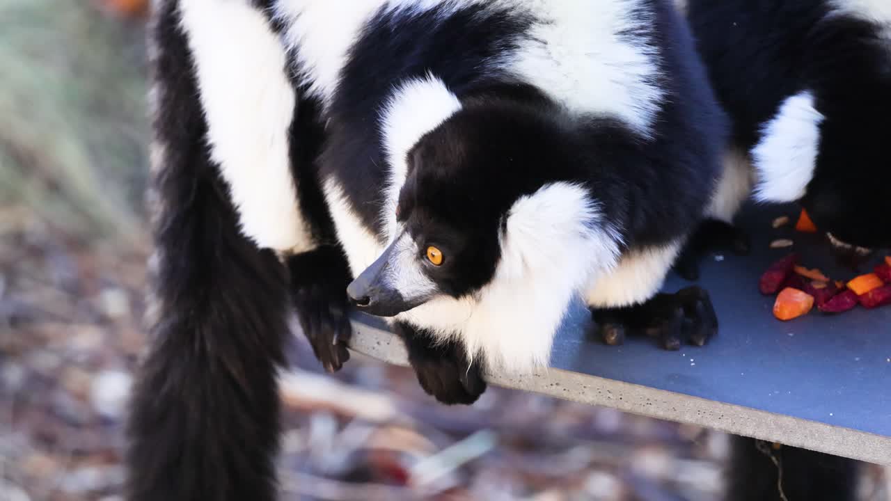 멜버른 동물원에서 과일을 먹는 레무르